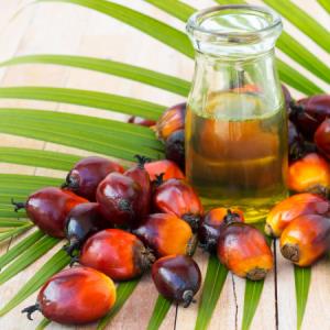 Пальмовое масло: правда и вымысел